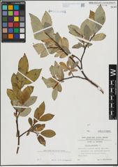 Foto von Salix hastata L.